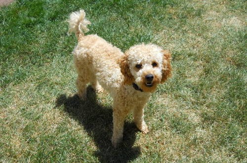 What Kind Of Dog Food Is Best For Toy Poodles What Kind Of Dog Food Is Best For Toy Poodles