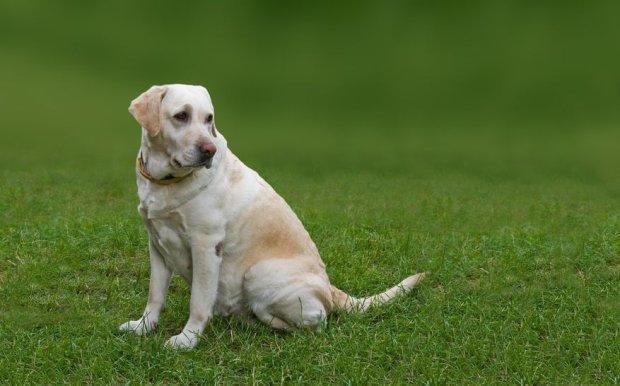 labrador