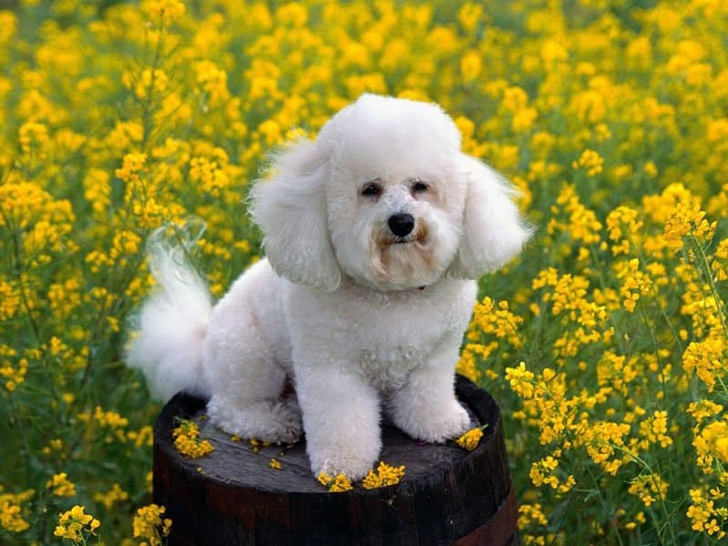 bichon frise