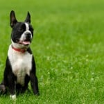 Boston Terrier Boston Terrier