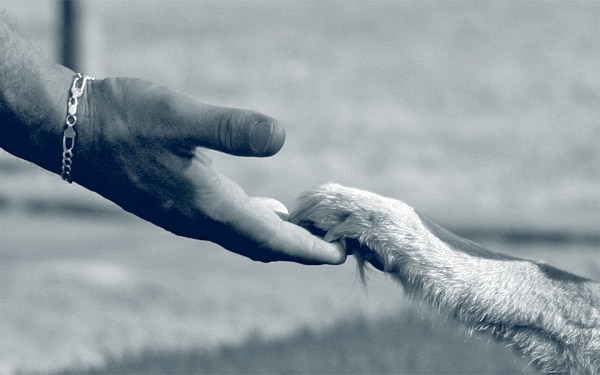pet loss