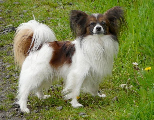 Papillon Papillon