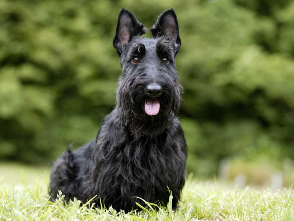 Scottish Terrier