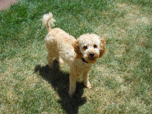 Toy Poodle Toy Poodle