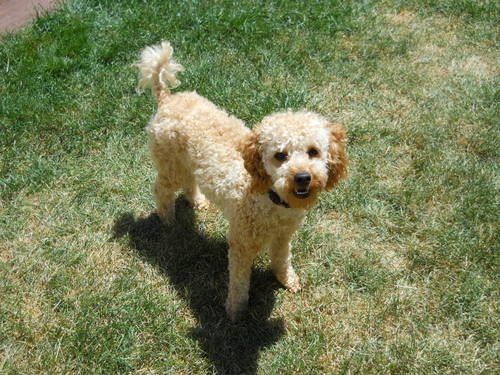 Toy Poodle