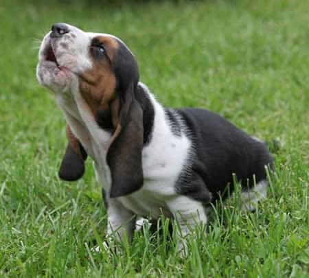 basset hound