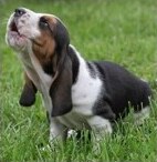 basset hound