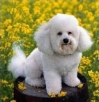 bichon frise