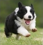 border collie