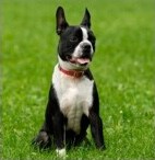 boston terrier