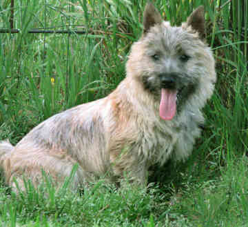 cairn terrier