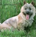 cairn terrier