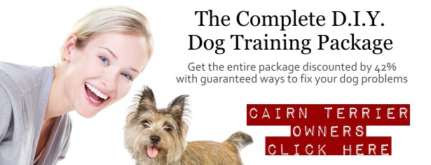 cairn terrier