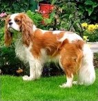 cavalier king charles spaniel