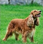 cocker spaniel