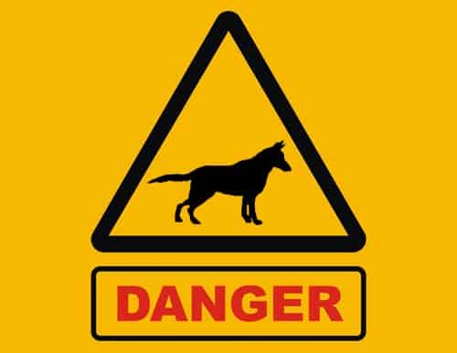 dog dangers dog dangers