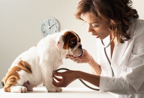 dog health