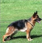 german sheperd