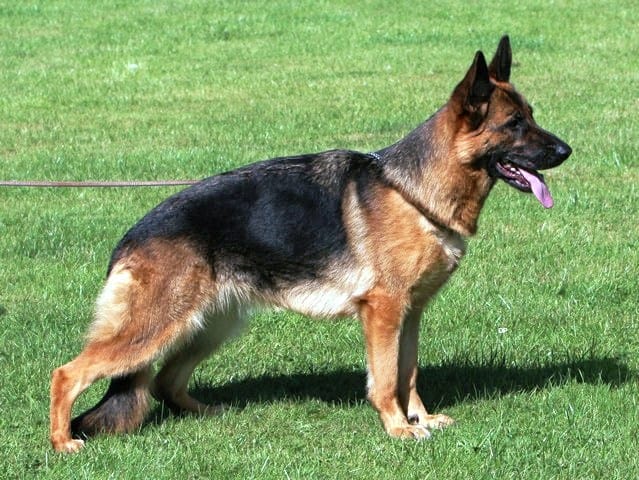 german sheperd