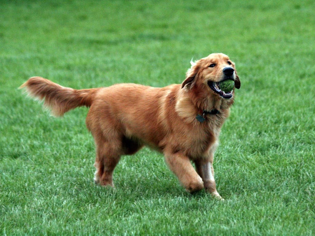 golden retriever