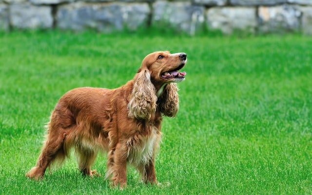 cocker spaniel