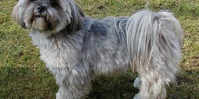 best flea treatment for yorkies 162best flea treatment for lhasa apso and other haired dogs sharda bakers best flea treatment for yorkies 162best flea treatment for lhasa apso and other haired dogs sharda bakers