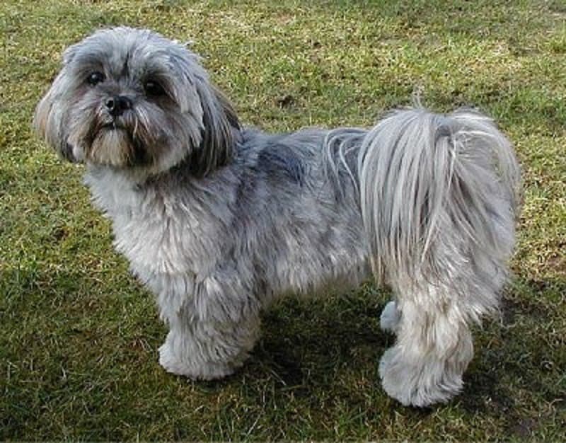 lhaso apso