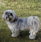 lhaso apso