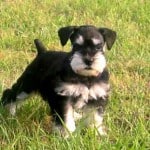 Miniature Schnauzer Miniature Schnauzer