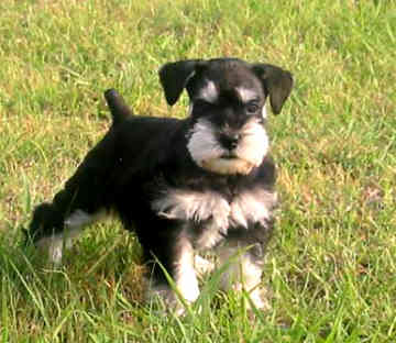 Miniature Schnauzer