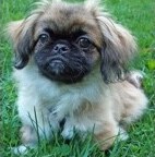 pekingese