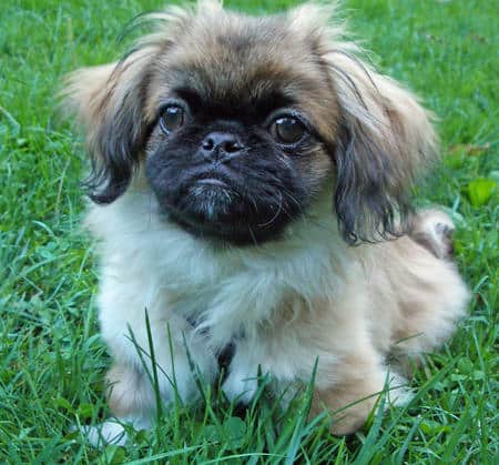 pekingese