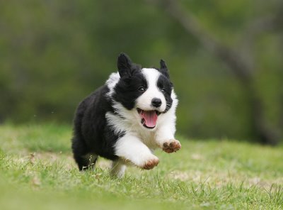 border collie