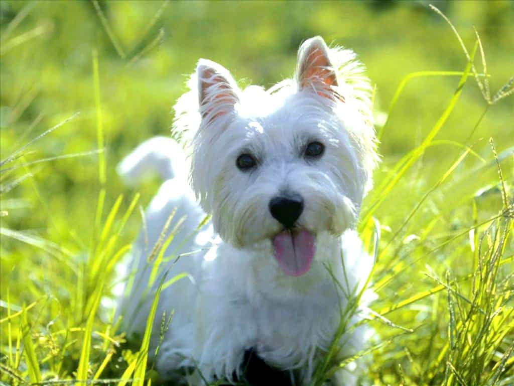 West Highland Terrier