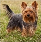 yorkshire terrier