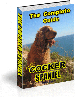 cocker spaniel 