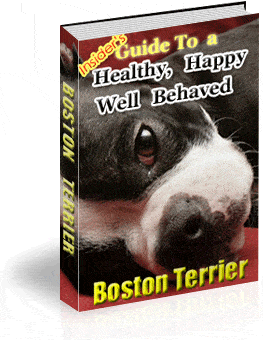 boston terrier