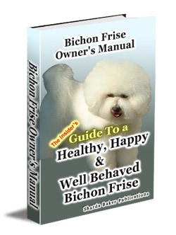 bichon frise