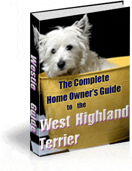 west highland terrier