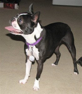 Picture taken from www.dogbreedinfo.com