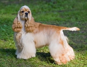 Picture taken from www.justdogbreeds.com 