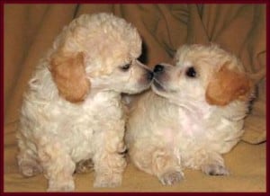 Picture taken from www.teacuppoodlepuppies.com