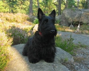 Picture taken from www.321dogs.com