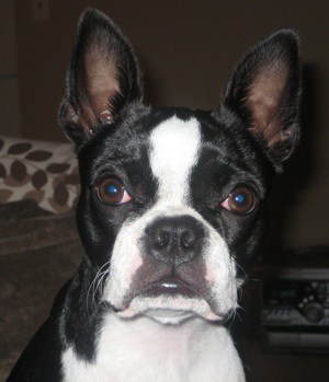 do boston terriers have webbed feet