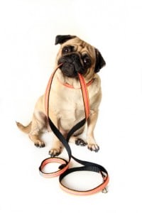 Picture taken from from www.thedogtrainingformula.com