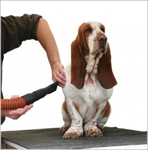 Image taken from www.sthelensvets.co.uk