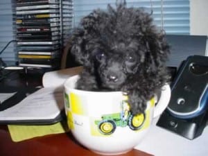 Picture taken from www.teacuppoodles.us