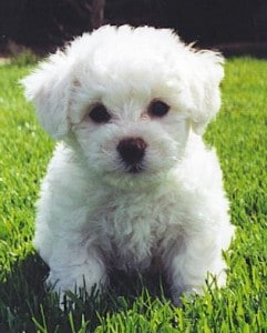 Picture taken from www.pedigreepuppiesforsale.com