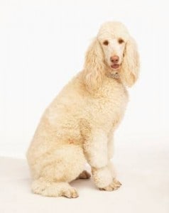 Picture taken from www.dogs.about.com