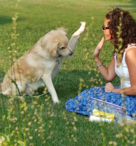 Picture taken from from www.thedogtrainingformula.com